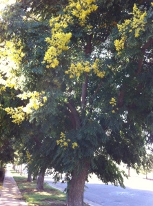 Beautiful yellow blossoms are drawing the bees and covering the ground with pollen.